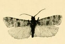 Phtheochroa gracillimana.jpg