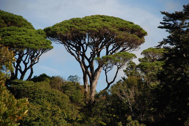 File:Pinus pinea Wellington Botanic Gardens.jpg