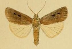 Pl.3-01-Ochropleura talda=Agrotis talda (Schaus & Clements, 1893).JPG