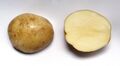 Potato cv Dejima.jpg