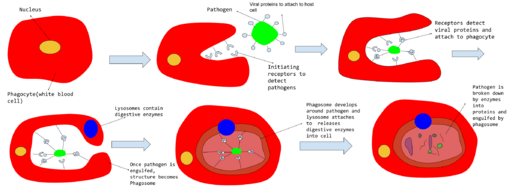File:Process of Phagocytosis.svg