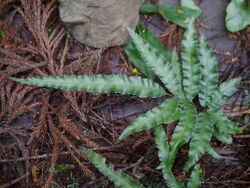 Pteris nipponica matuzakasd33.jpg