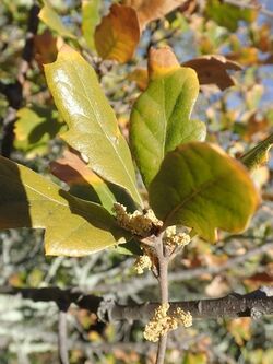 Quercus Subconvexa.jpg