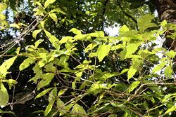 Quercus rapurahuensis 6zz.jpg