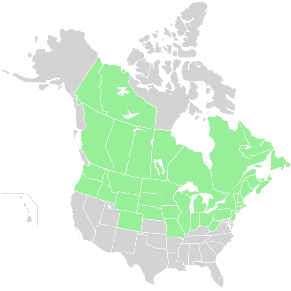 File:Range of Hieracium canadense-North America.svg