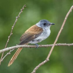 São Tomé paradise flycatcher (Terpsiphone atrochalybeia) female.jpg