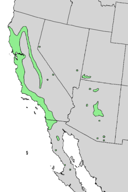 Salix laevigata range map 4.png