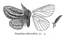 SangatissaSubcurvifera.png