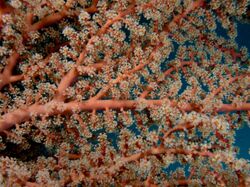 Siphonogorgia godeffroyi (Pink soft coral).jpg
