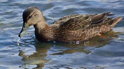 Spinus-american-black-duck-2015-03-n028831-w.jpg