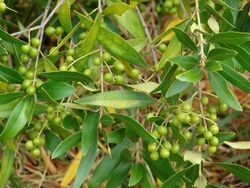 Starr-090421-6209-Olea europaea subsp cuspidata-fruit and leaves-Pukalani-Maui (24584684079).jpg