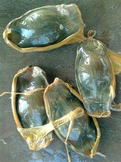 Stegostoma fasciatum eggs.jpg