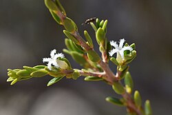 Styphelia ciliosa.jpg