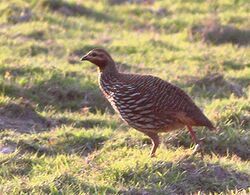 Swamp Francolin from Kaziranga Assam India (cropped).jpg