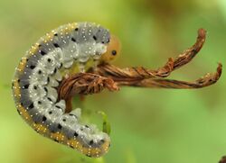 Tenthredo amoena sawfly larva on Klamath weed (Hypericum perforatum).jpg
