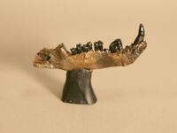 The Childrens Museum of Indianapolis - Didelphodon mandible.jpg