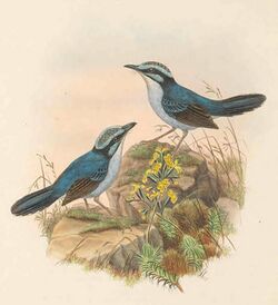 Todopsis grayi - The Birds of New Guinea (cropped).jpg