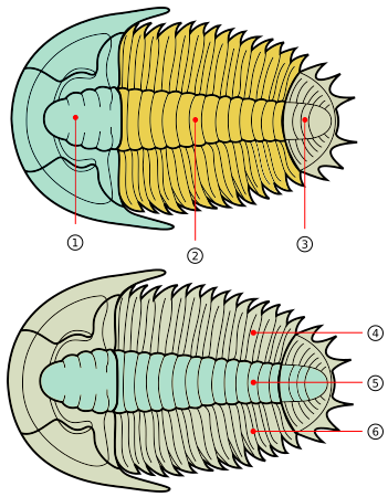 File:Trilobites main morphological groups.svg