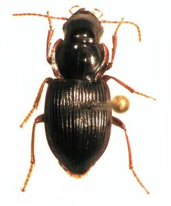 Tuiharpalus moorei.jpg