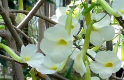 Uncarina leptocarpa - Plamengarten Frankfurt 2.jpg