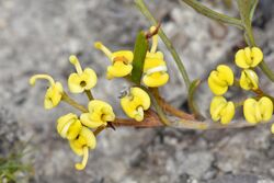 Varied-leaf Grevillea 01.jpg