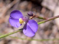 Wildflower Ku-ring-gai Yeomans Track.JPG