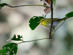 Yellow vented warbler Manas.JPG