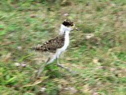 Young Masked Lapwing running.jpg