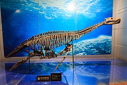 Zigong Dinosaur Museum Bishanopliosaurus.jpg