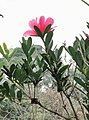 杜鵑葉山茶 Camellia azalea 20221123112737 04.jpg