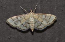 - 5182 – Blepharomastix ranalis – Hollow-spotted Blepharomastix Moth (18421035410).jpg