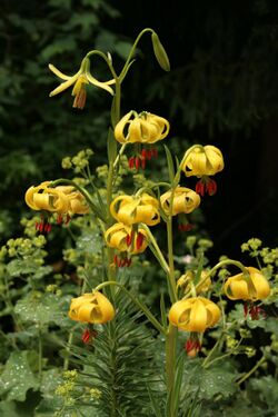 0 Lilium pyrenaicum - Samoëns 1.JPG