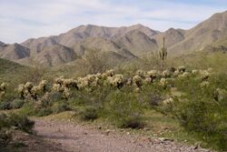 Desert scene with many cactus, mountains in the background, and a footpath in the foreground