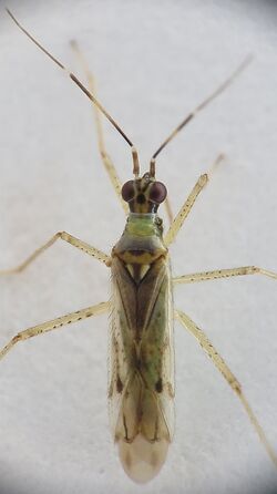 20170830 Dicyphus constrictus male Helsinki Finland Petro Pynnönen.jpg