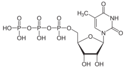 5-Methyluridintriphosphat protoniert.svg