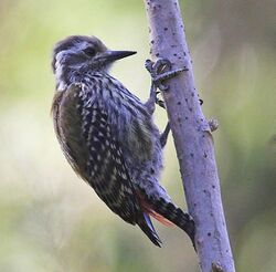 Abyssinian Woodpecker, crop.jpg