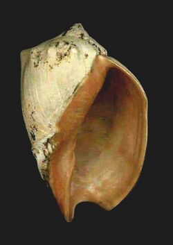 Preserved shell