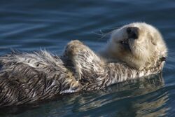 Adult Sea Otter in Morro Bay.jpg