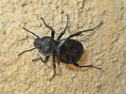 Akis spec (Tenebrionidae) - (imago), Mazara del Vallo (comuni), Italy.jpg