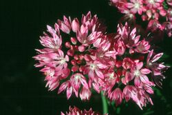 Allium amplectens.jpg
