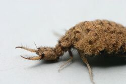 Antlion1 by Jonathan Numer.jpg