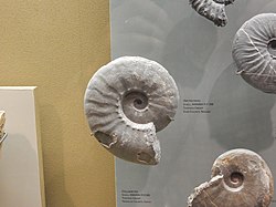 Arctoceras fossil from NMMNHS.jpg