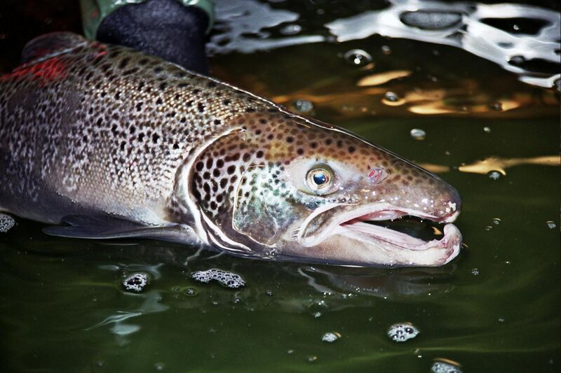 File:Atlantic Salmon Male (5198590554).jpg