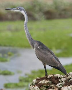 Black-headed Heron (Ardea melanocephala).jpg