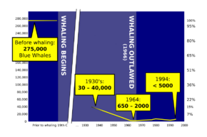 Diagram showing blue whale population trend through the 1900s