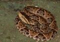 Bothrops asper (Panama) coiled.jpg