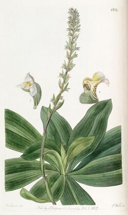 Brachystele bracteosa (as Spiranthes bracteosa) - Edwards vol 23 pl 1934 (1837).jpg