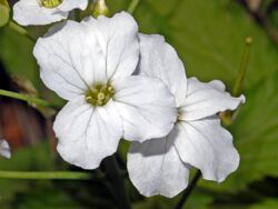 Brassicaceae - Cardamine heptaphylla-001.jpg