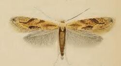 Bucculatrix bechsteinella.JPG