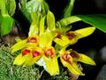 Bulbophyllum graveolens Orchi 004-1.jpg